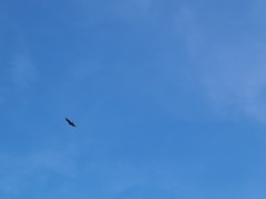 Buteo albonotatus