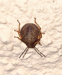 Dendrocoris humeralis