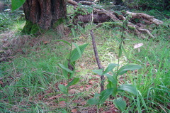 Epipactis helleborine