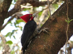 Campephilus melanoleucos