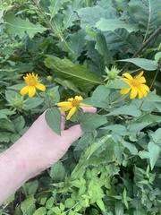 Helianthus divaricatus