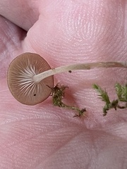 Basidiomycota