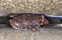 Eleutherodactylus planirostris