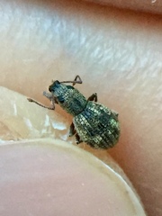 Calomycterus setarius