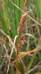 Carex rostrata
