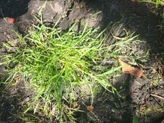 Poa annua