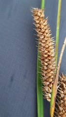 Carex rostrata