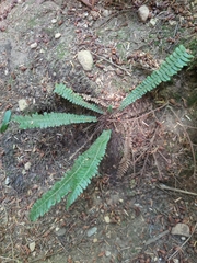Struthiopteris spicant