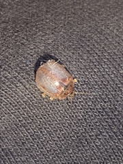 Paropsisterna m-fuscum