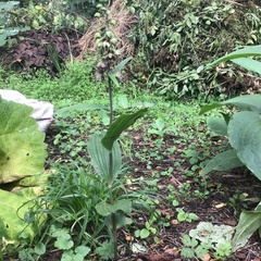 Epipactis helleborine