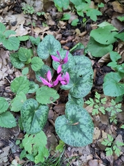 Cyclamen purpurascens