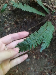 Struthiopteris spicant