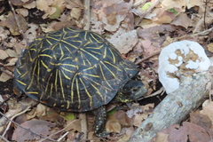 Terrapene carolina bauri