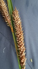 Carex rostrata
