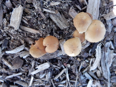 Agrocybe putaminum