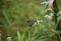 Libytheana carinenta