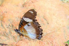 Hypolimnas misippus