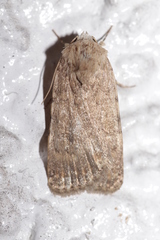 Caradrina clavipalpis