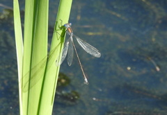 Lestes sponsa