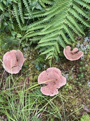 Lactarius helvus