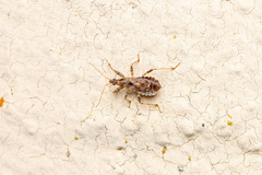 Himacerus mirmicoides