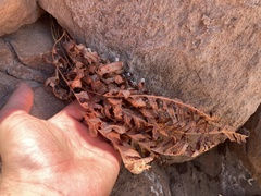 Polypodium californicum