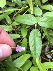 Strophostyles leiosperma