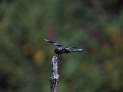 Libellula forensis