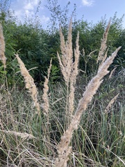 Calamagrostis epigejos