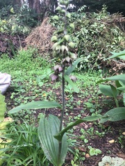 Epipactis helleborine