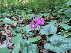 Cyclamen purpurascens