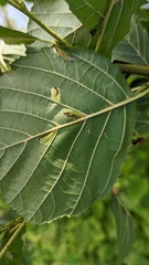 Phyllonorycter rajella