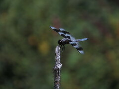 Libellula forensis