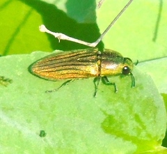 Agaeocera scintillans