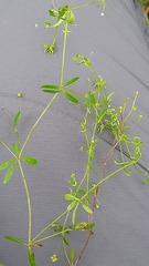 Galium trifidum