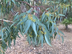 Eucalyptus camaldulensis