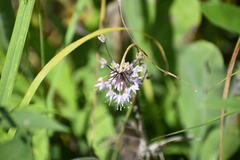 Allium cernuum