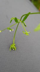 Galium trifidum