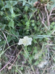 Scabiosa