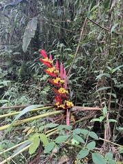 Heliconia