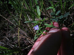 Veronica scutellata