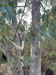 Eucalyptus camaldulensis