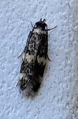 Oegoconia novimundi
