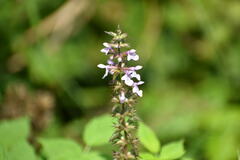 Stachys tenuifolia