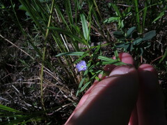 Veronica scutellata