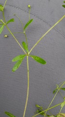 Galium trifidum