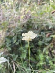 Scabiosa