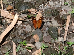 Doleschallia bisaltide