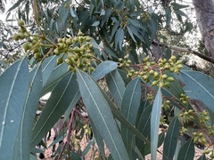Eucalyptus camaldulensis