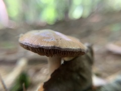 Cortinarius iodes
